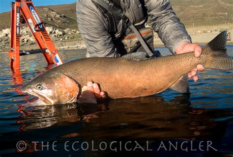 The Ecological Angler - Pyramid Lake Lahontan Cutthroat Trout