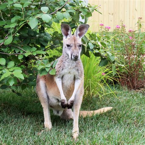 Download Kangaroo Pictures