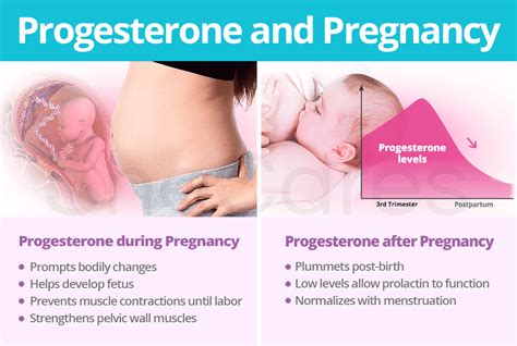 Progesterone Hormone Function