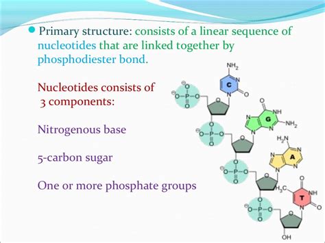 Nucleic Acids Ppt