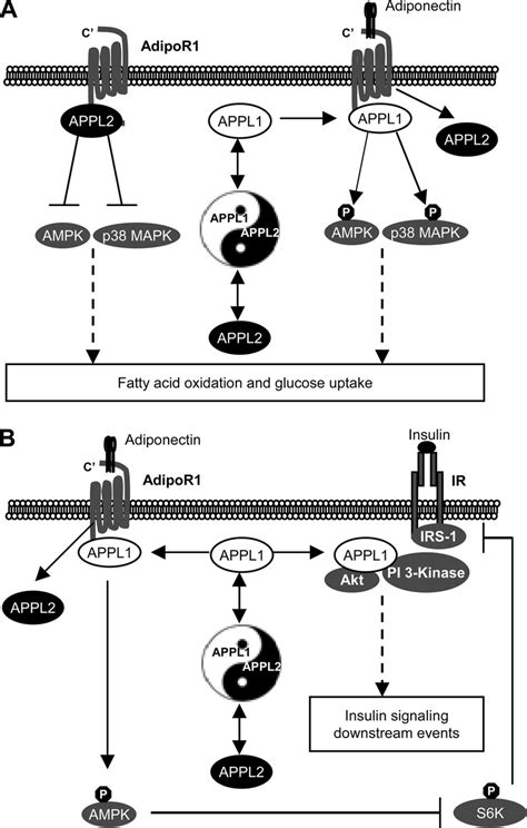 APPL Isoforms Play Yin Yang Regulatory Roles In Adiponectin Signaling