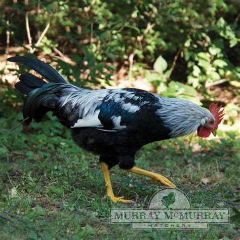 Murray Mcmurray Hatchery Pearl White Leghorn