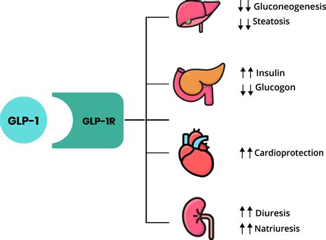 Group Starts For GLP 1 RA Therapies IDEAL Diabetes