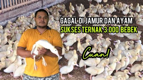 Ternak Bebek 40 HARI PANEN 2 KG Bisnis Bebek Hibrida Peking Ribuan