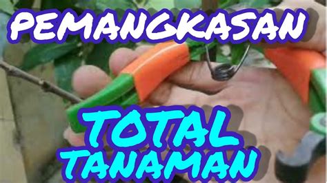 Pangkas Total Tanaman Belimbing Belimbing Bangkok Youtube