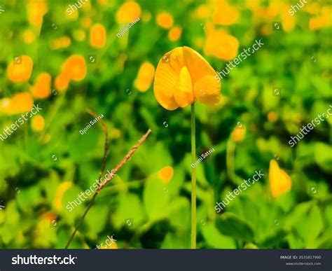 Arachis Duranensis Herb Found South America Stock Photo 2035817990