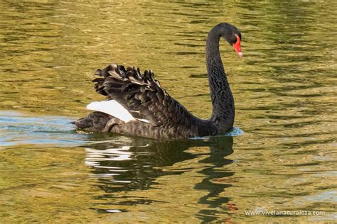 Cisne Negro Cygnus Atratus Vive La Naturaleza