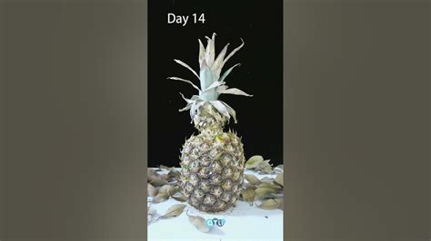 Atli Time Lapse Pineapple Time Lapse Sweet Pineapple In 33 Days