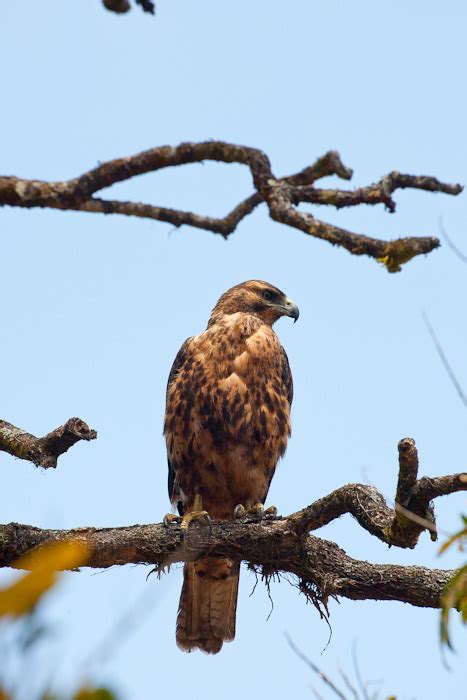 Galapagos Hawk (Buteo galapagoensis)