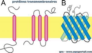 Protéine transmembranaire définition et explications