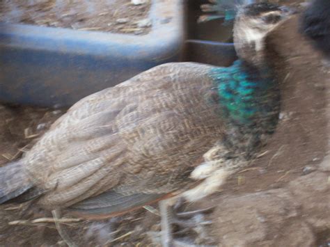 Young Peafowl Backyard Chickens Learn How To Raise Chickens