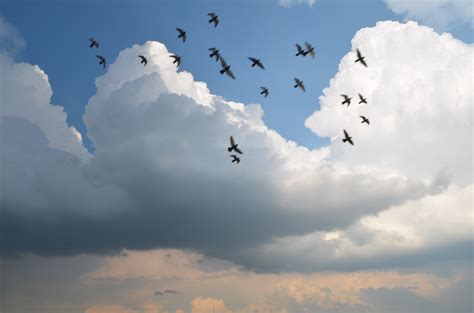 Fond D Cran Ciel Des Nuages Vol Nuage Oiseau Mouette Troupeau