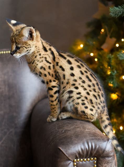 Complete Guide To Savannah Cats - The Happy Cat Site