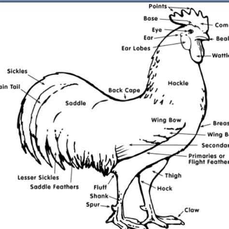 Parts Of A Rooster Diagram Rooster Anatomy