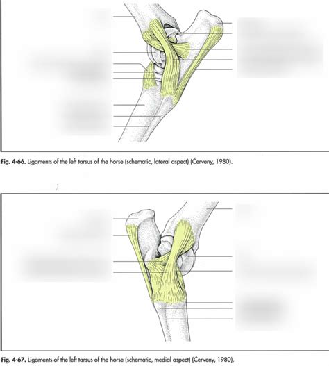 Ligaments Of Left Tarsus Medial And Lateral Aspects Diagram Quizlet