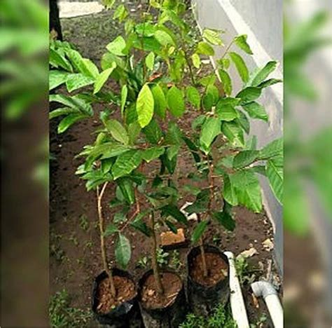 bibit rambutan rapiah tanaman situbondo terlengkap  faresta bibit