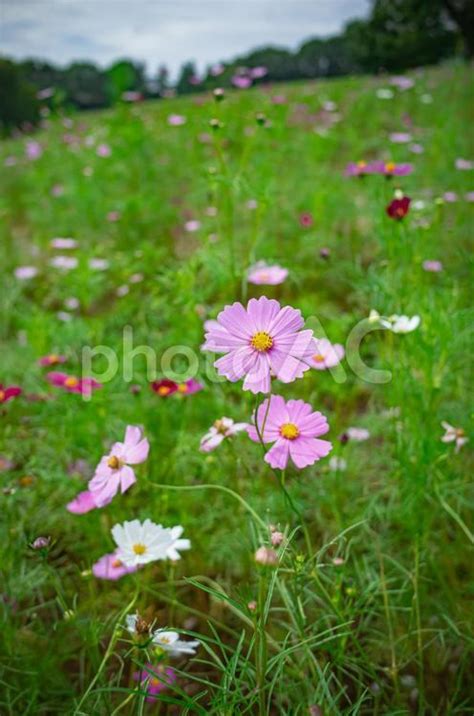 東京都立川市 昭和記念公園コスモス畑 No 24683511写真素材なら写真AC無料フリーダウンロードOK