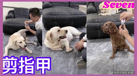 拉布拉多seven老四💕2022 11 16直播💕labrador Seven寵物拉拉 老四 Queenlee賽文 小迷糊