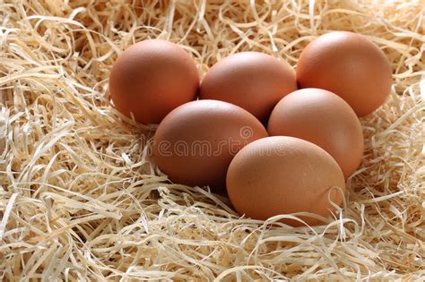 Ovos De Brown Inteiros Na Caixa Dos Desenhos Animados Foto De Stock