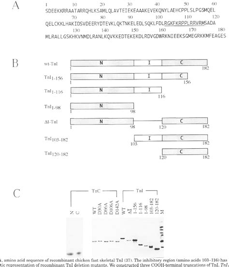 Figure From Structural And Regulatory Functions Of The Nh And Cooh