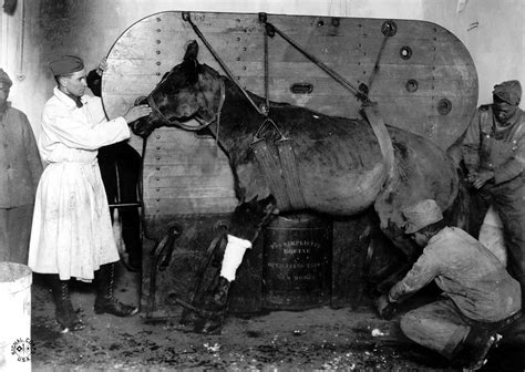 Animals in World War One seen through rare photographs, 1914-1918 ...