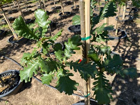 Forest Green® Oak - Quercus frainetto 'Schmidt' – SuperTrees Nursery