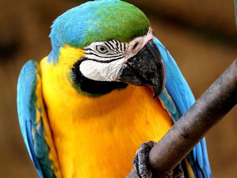 Macaw Parrot Species And Breed Information UK Pets