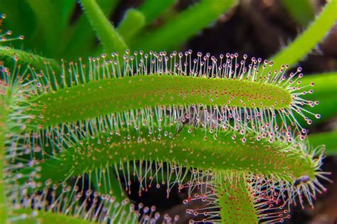 Why-When-and-How-to-Harvest-Cape-Sundew-Seeds | Carnivorous Plants Tips