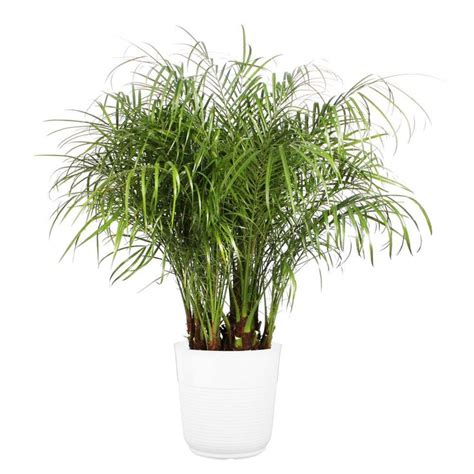 Costa Farms Roebellini Pygmy Date Palm Indoor Plant In In Decor