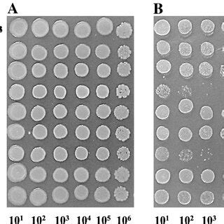 Colony Forming Efficiency Of BW25113 Based Recombinant E Coli Strains