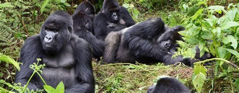 3 Days 2 Nights Gorilla Trekking And Tracking Tour Package Murungi