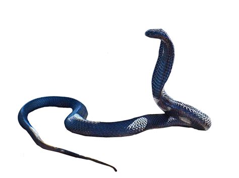 Snakes PNG Transparent Images | PNG All