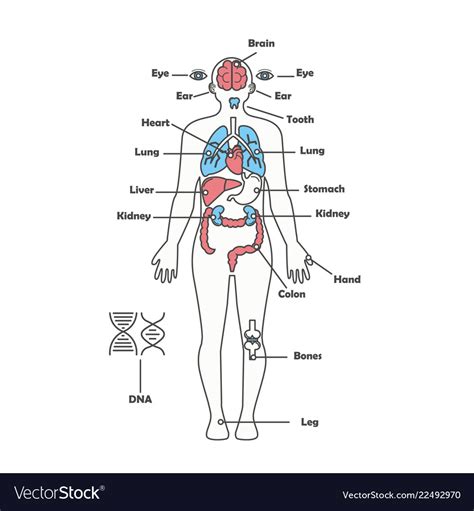 Anatomy Of Male Human Body