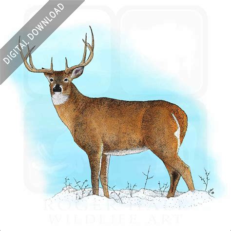 How To Draw A White Tailed Deer Step By Step