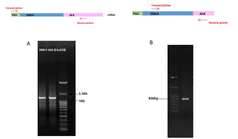 Accelerrt G Template Switching Rt Enzyme Mix Genecopoeia