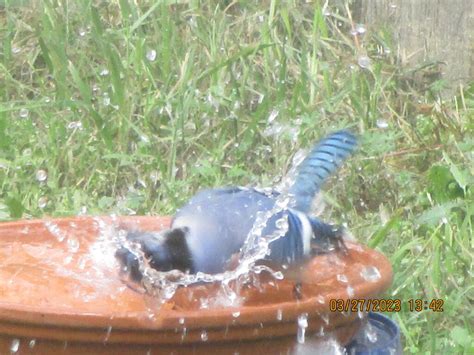 Blue Jay Bath Day! - FeederWatch