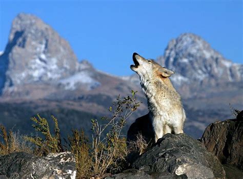 Wolf Howling Wallpapers Wallpaper Cave