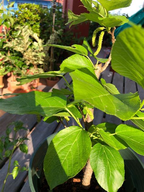 Fruiting Himalayan Mulberry Morus Macroura Potted Plant Rare