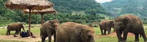 Elephant Jungle Sanctuary Chiang Mai | Entrance Fee, Opening Hours & More