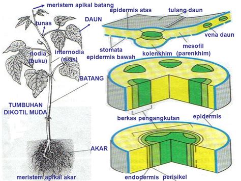 Anatomi Batang Tumbuhan Brain