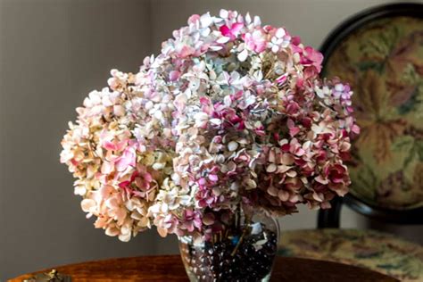 Step By Step Drying Hydrangea Flowers Southern Living Plants