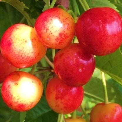 Саженцы черешни купить в Минске, почтой по Беларуси, цены