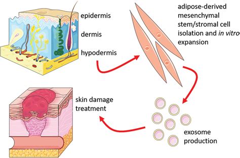 BIOCELL Free Full Text Exosomes From Adipose Tissue Derived Stem