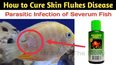 How To Cure Parasitic Infection Of Fishes Skin Flukes Disease Of