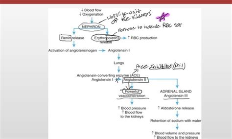 Pharm Quiz 3 Pharm Unit 3 Exam Chapter 44 Unit Seven Test Pharm