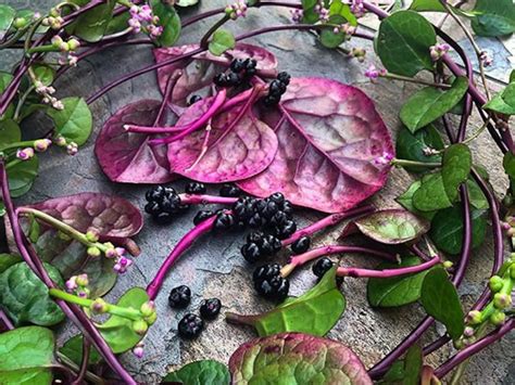 Red Stem Malabar Spinach Seeds Usa Organic Garden Green Etsy