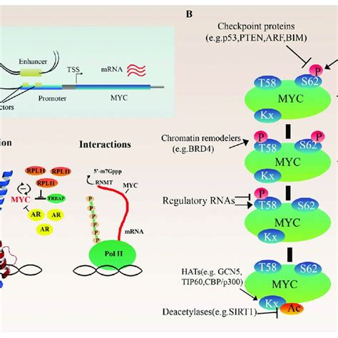 Regulation Of MYC Proto Oncogene A Transcriptional Regulation Of