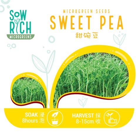 Sweet Pea Microgreen Seeds 甜碗豆 100g500g1kg Sow Rich
