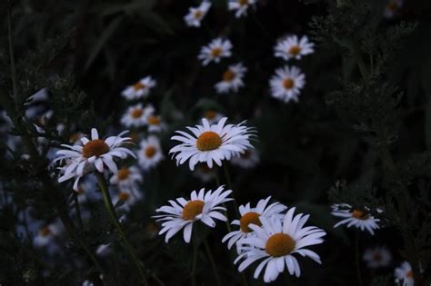 Excellent Daisy Flower Wallpaper Aesthetic You Can Save It At No