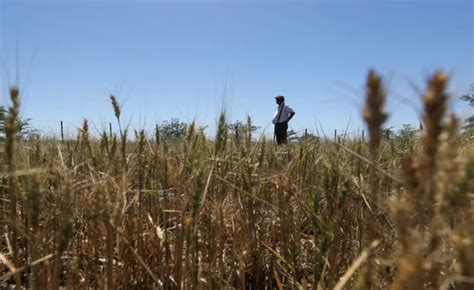 Estiman Que Las Pérdidas En El Campo Por La Sequía Equivaldrán A Casi 2